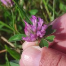 Trifolium pratense L.Trifolium pratense L.