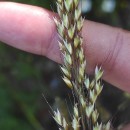 Arrhenatherum longifolium (Thore) DulacArrhenatherum longifolium (Thore) Dulac