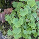 Ranunculus nigrescens FreynRanunculus nigrescens Freyn