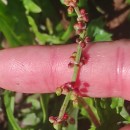 Rumex acetosella L.Rumex acetosella L.