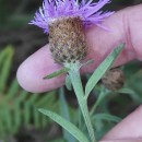 Centaurea nigra L. subsp. rivularis (Brot.) Cout.Centaurea nigra L. subsp. rivularis (Brot.) Cout.