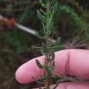 Genista berberidea LangeGenista berberidea Lange