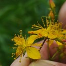 Hypericum undulatum Schousb. ex Willd.Hypericum undulatum Schousb. ex Willd.