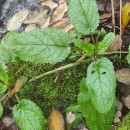 Scrophularia auriculata L.Scrophularia auriculata L.