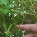 Galium album Mill.Galium album Mill.