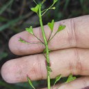 Capsella bursa-pastoris (L.) Medik.Capsella bursa-pastoris (L.) Medik.
