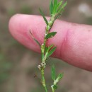 Polygonum aviculare L. subsp. rurivagum (Boreau) BerherPolygonum aviculare L. subsp. rurivagum (Boreau) Berher