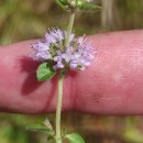Mentha pulegium L.Mentha pulegium L.