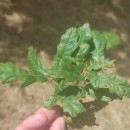 Quercus robur L.Quercus robur L.