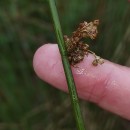 Juncus effusus L.Juncus effusus L.