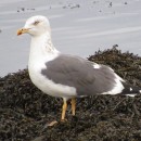 Larus fuscus Linnaeus, 1758Larus fuscus Linnaeus, 1758