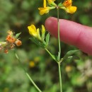 Lotus pedunculatus Cav.Lotus pedunculatus Cav.