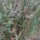 Epilobium tetragonum  L.Epilobium tetragonum  L.