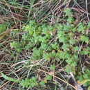 Sedum anglicum Huds.Sedum anglicum Huds.