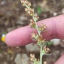 Gamochaeta antillana (Urb.) Anderb.Gamochaeta antillana (Urb.) Anderb.