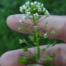 Capsella bursa-pastoris (L.) Medik.Capsella bursa-pastoris (L.) Medik.