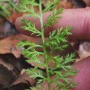 Achillea millefolium L.Achillea millefolium L.