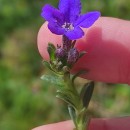 Glandora prostrata (Loisel.) D.C.ThomasGlandora prostrata (Loisel.) D.C.Thomas