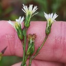 Symphyotrichum squamatum (Spreng.) G.L.NesomSymphyotrichum squamatum (Spreng.) G.L.Nesom