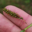 Carex binervis Sm.Carex binervis Sm.