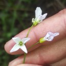 Cardamine pratensis  L.Cardamine pratensis  L.