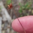 Juncus capitatus WeigelJuncus capitatus Weigel