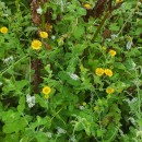 Pulicaria dysenterica (L.) Bernh.Pulicaria dysenterica (L.) Bernh.