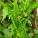 Sonchus asper (L.) HillSonchus asper (L.) Hill