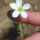 Arenaria montana L.Arenaria montana L.
