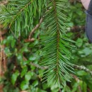 Pseudotsuga menziesii (Mirb.) FrancoPseudotsuga menziesii (Mirb.) Franco