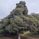 Juniperus oxycedrus L.Juniperus oxycedrus L.