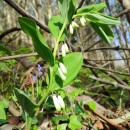 Polygonatum odoratum (Mill.) DrucePolygonatum odoratum (Mill.) Druce