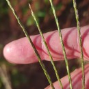 Digitaria sanguinalis (L.) Scop.Digitaria sanguinalis (L.) Scop.