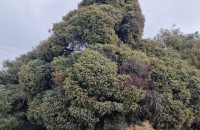 Juniperus oxycedrus L.Juniperus oxycedrus L.