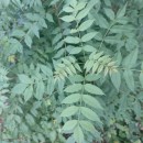 Fraxinus excelsior L.Fraxinus excelsior L.