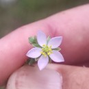 Spergularia rubra (L.) J. & C. PreslSpergularia rubra (L.) J. & C. Presl