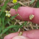 Trifolium dubium Sibth.Trifolium dubium Sibth.