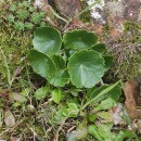 Umbilicus rupestris (Salisb.) DandyUmbilicus rupestris (Salisb.) Dandy