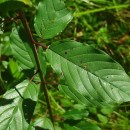 Frangula alnus Mill.Frangula alnus Mill.