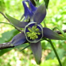 Aquilegia vulgaris L.Aquilegia vulgaris L.