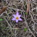 Romulea bulbocodium (L.) Sebast. & MauriRomulea bulbocodium (L.) Sebast. & Mauri