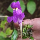 Linaria triornithophora (L.) Willd.Linaria triornithophora (L.) Willd.
