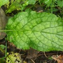 Pentaglottis sempervirens (L.) Tausch ex L.H. BaileyPentaglottis sempervirens (L.) Tausch ex L.H. Bailey