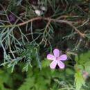 Geranium robertianum L.Geranium robertianum L.