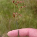 Juncus acutiflorus Ehrh. ex Hoffm.Juncus acutiflorus Ehrh. ex Hoffm.
