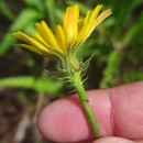 Picris hieracioides L.Picris hieracioides L.