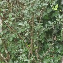 Prunus spinosa L.Prunus spinosa L.