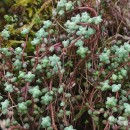 Sedum brevifolium DC.Sedum brevifolium DC.