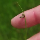 Isolepis setacea (L.) R.Br.Isolepis setacea (L.) R.Br.