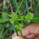 Cyperus eragrostis Lam.Cyperus eragrostis Lam.